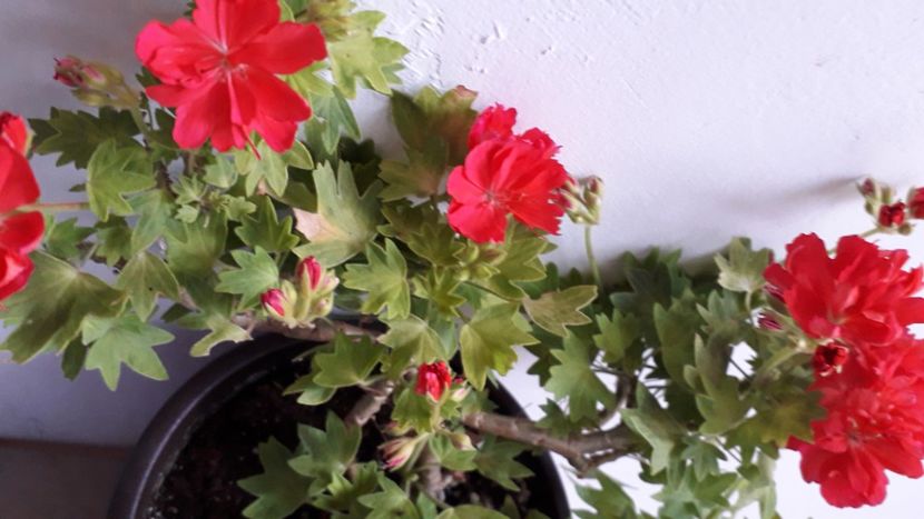  - A a a a a FLORI 2020