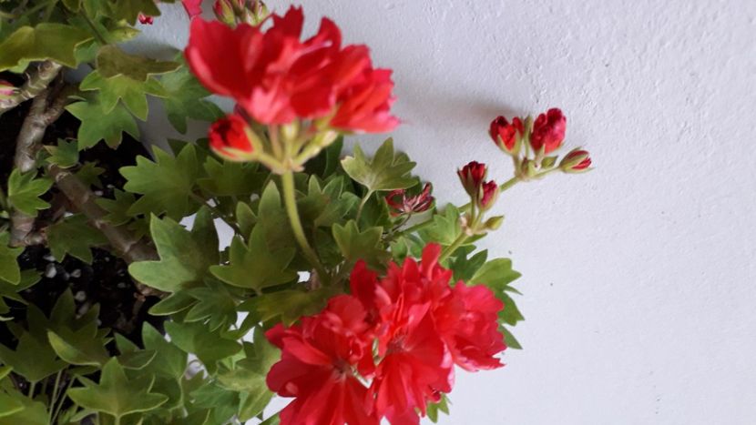  - A a a a a FLORI 2020