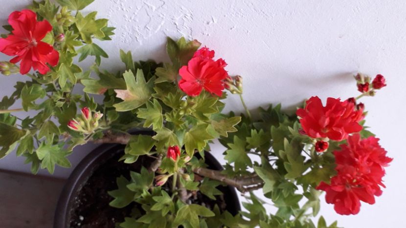  - A a a a a FLORI 2020