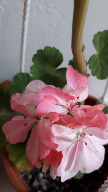  - A a a a a FLORI 2020