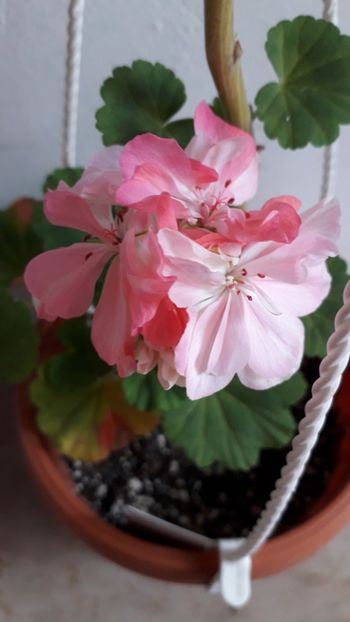  - A a a a a FLORI 2020