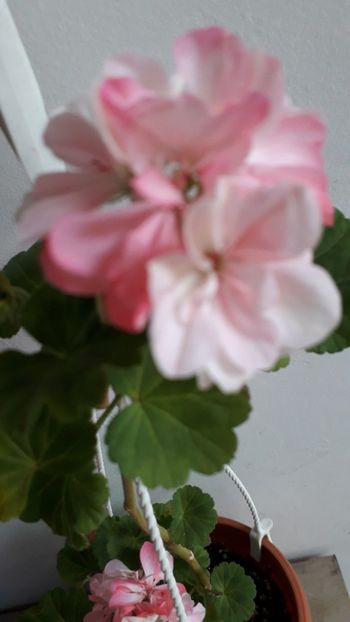  - A a a a a FLORI 2020