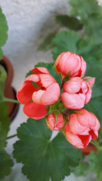  - A a a a a FLORI 2020