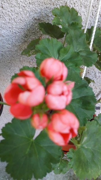  - A a a a a FLORI 2020