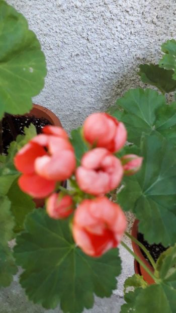  - A a a a a FLORI 2020