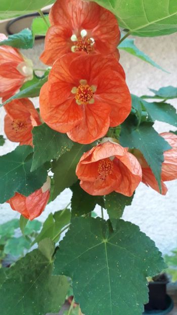  - A a a a a FLORI 2020