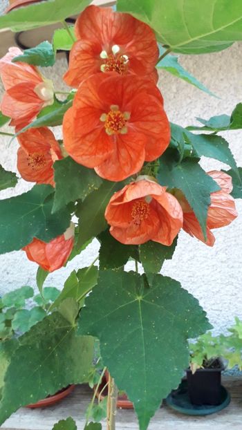  - A a a a a FLORI 2020