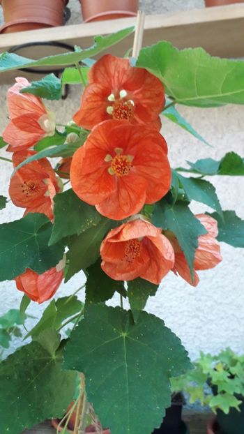  - A a a a a FLORI 2020