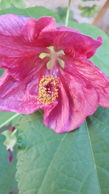  - A a a a a FLORI 2020