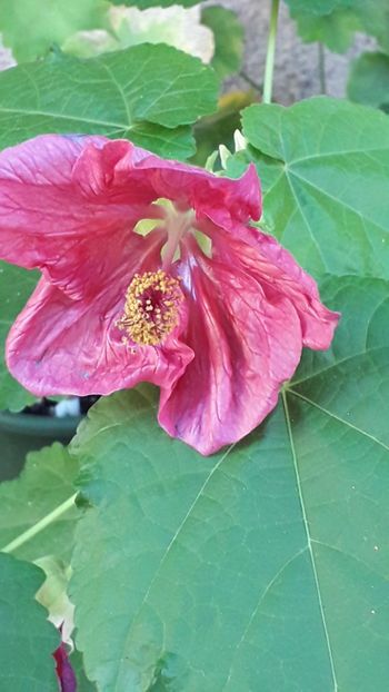  - A a a a a FLORI 2020