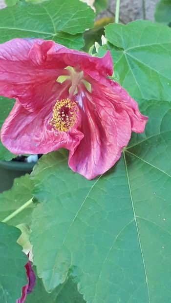  - A a a a a FLORI 2020