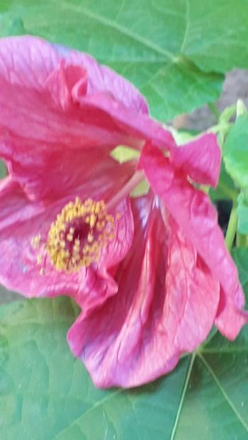  - A a a a a FLORI 2020