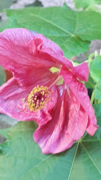  - A a a a a FLORI 2020