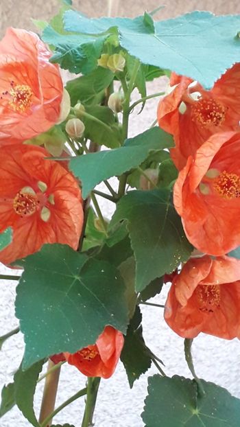  - A a a a a FLORI 2020