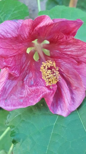  - A a a a a FLORI 2020