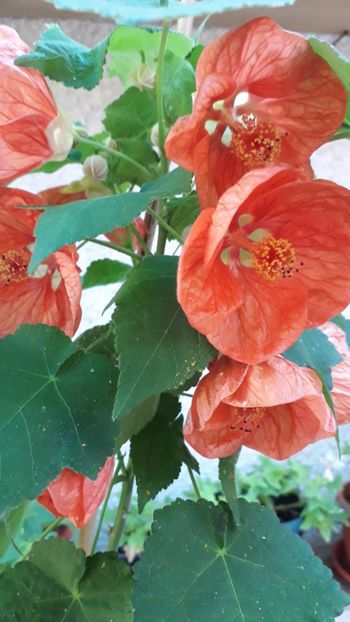  - A a a a a FLORI 2020