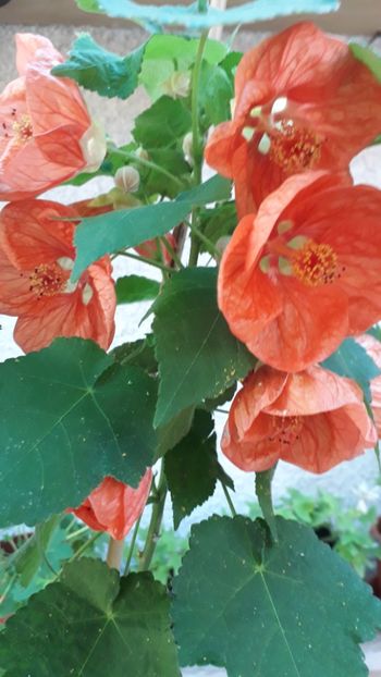  - A a a a a FLORI 2020