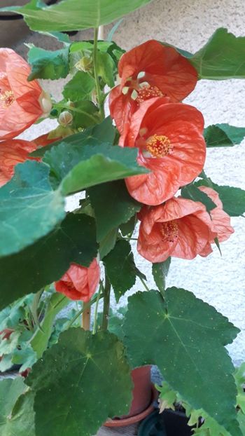  - A a a a a FLORI 2020