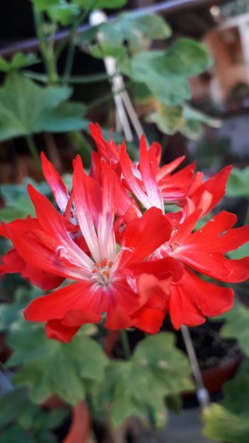  - A a a a a FLORI 2020