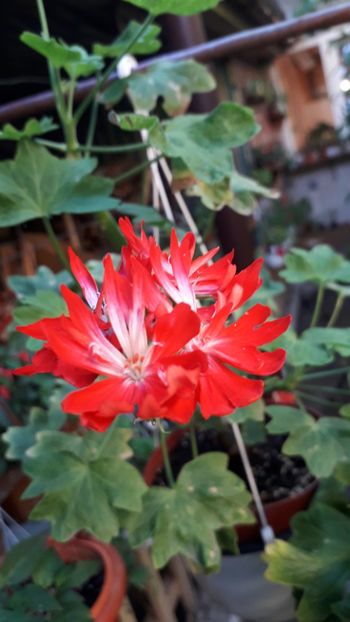 20190818_193549(0) - A a a a a FLORI 2020