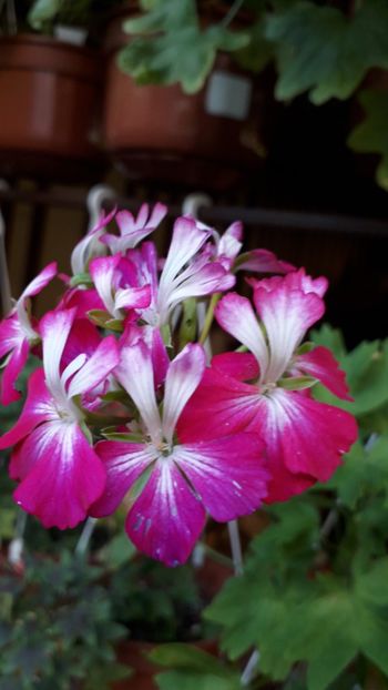  - A a a a a FLORI 2020