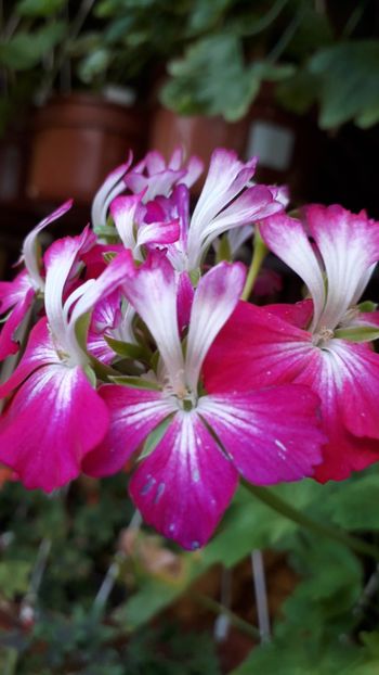  - A a a a a FLORI 2020