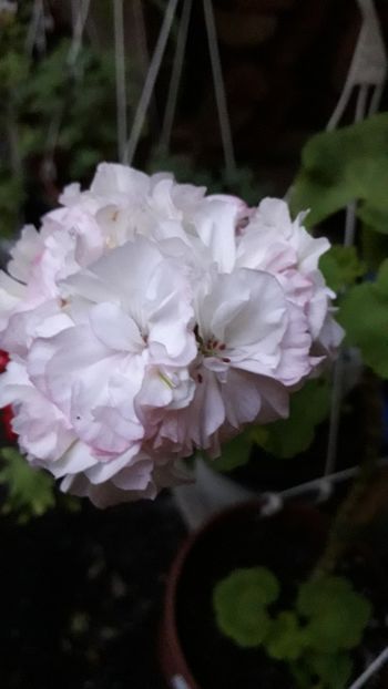  - A a a a a FLORI 2020