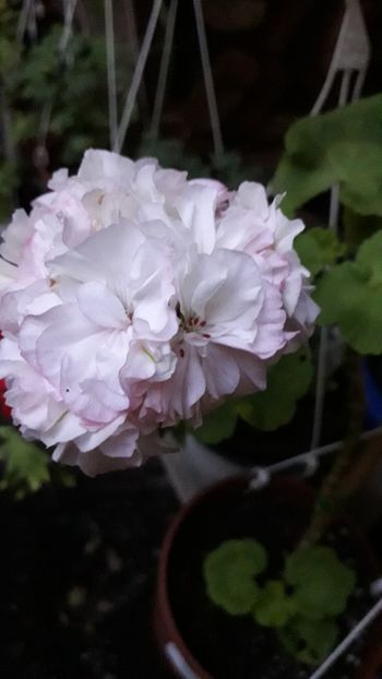  - A a a a a FLORI 2020