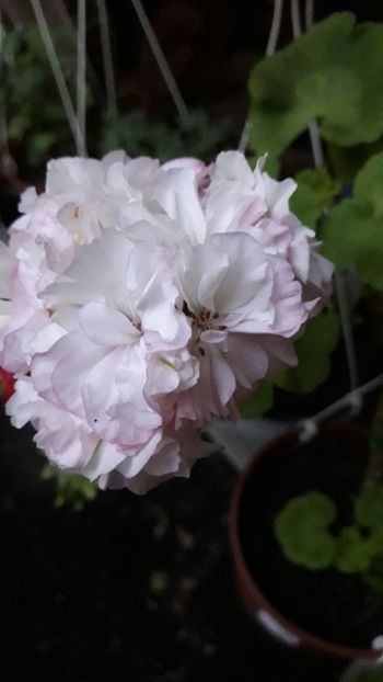  - A a a a a FLORI 2020