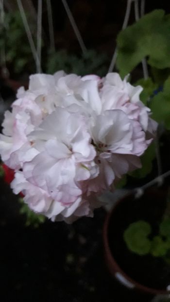  - A a a a a FLORI 2020