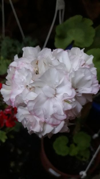  - A a a a a FLORI 2020