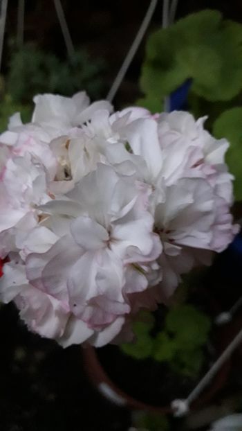  - A a a a a FLORI 2020