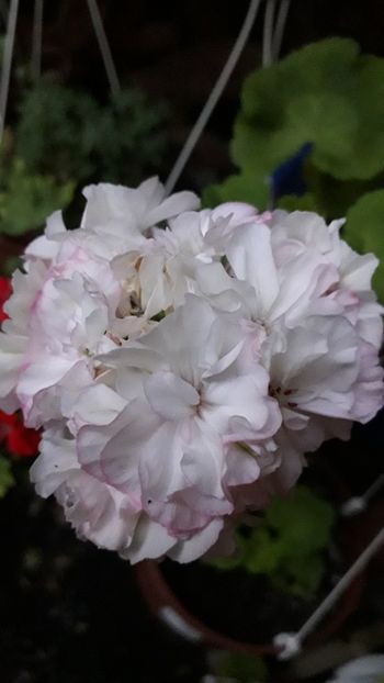  - A a a a a FLORI 2020