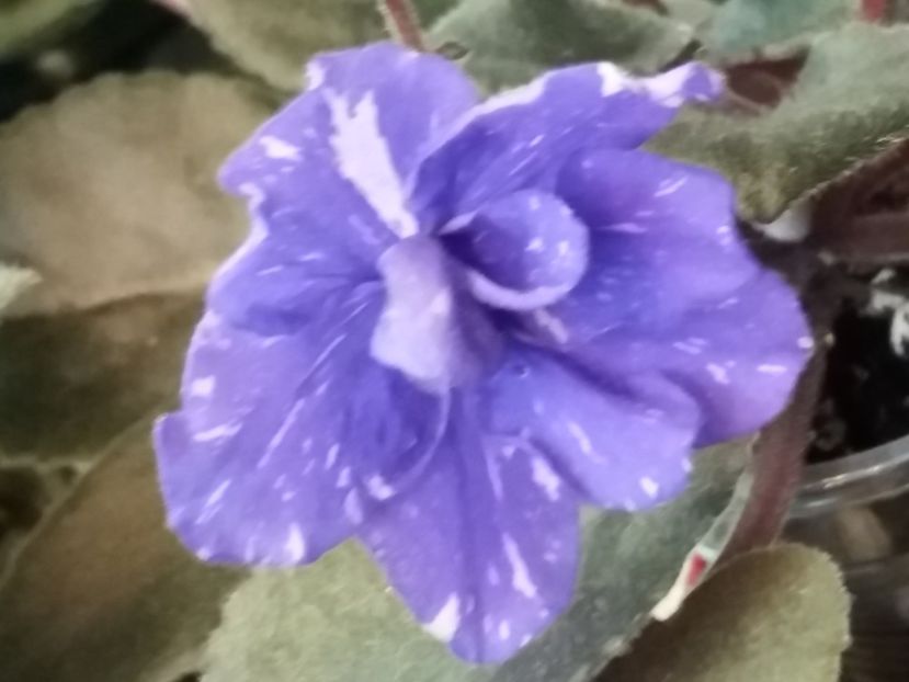  - ZZRainbows Quiet Riot