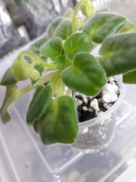  - Mac s Callow Carillion