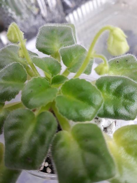  - Mac s Callow Carillion