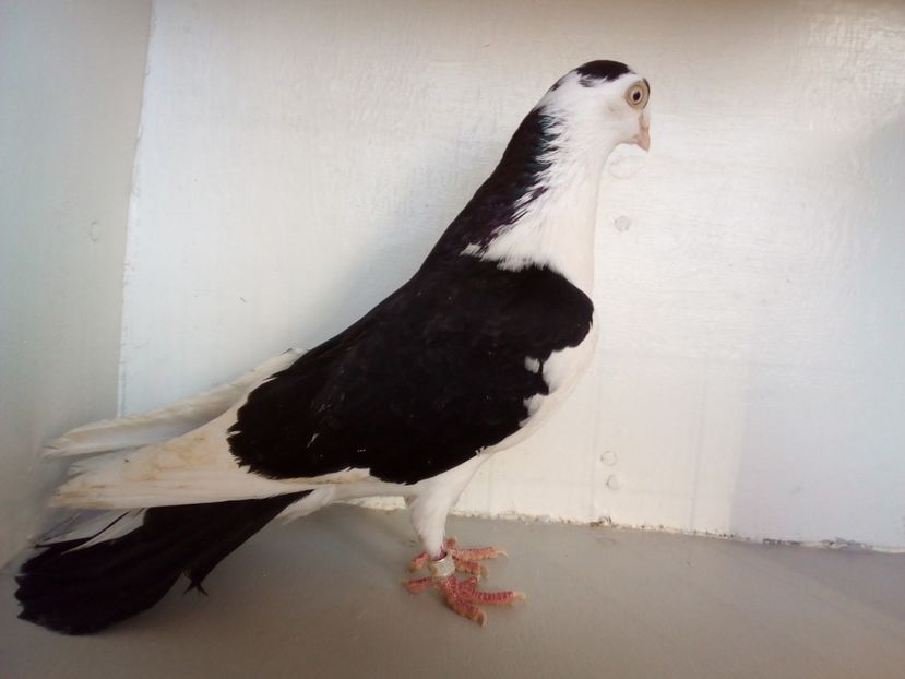  - PORUMBEI CARE MI AU APARTINUT