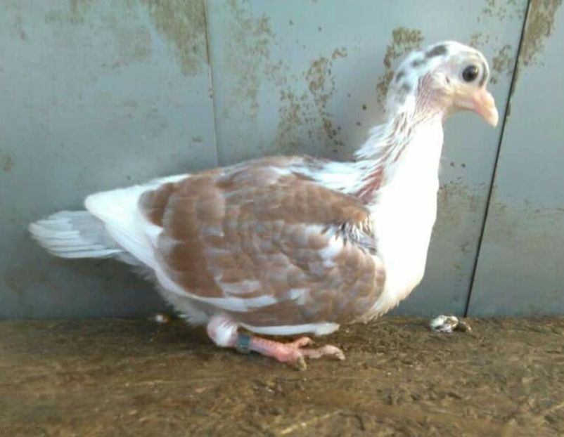  - Pui 2019 2020 2021