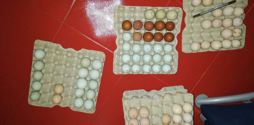 received_819563865205182 - Oua pentru incubat