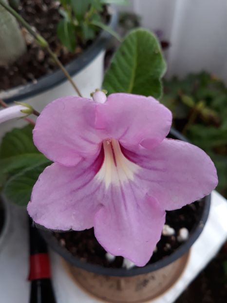  - STREPTOCARPUS