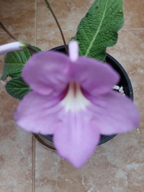  - STREPTOCARPUS