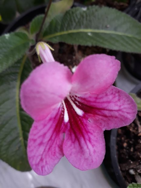  - STREPTOCARPUS