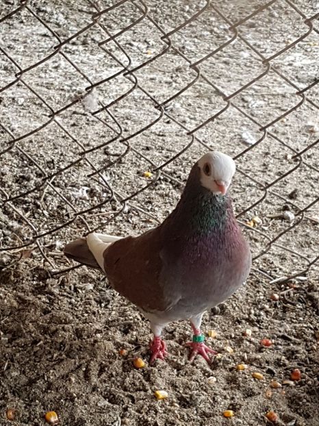  - Jucători de Baska