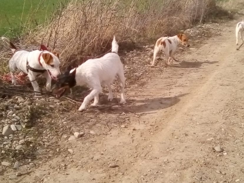 IMG-20200305-WA0051 - Jack Russell Terrier-mascul monta-femele- cățeluși