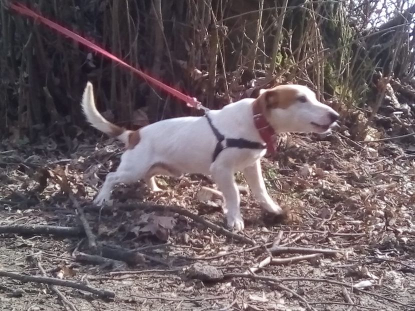 IMG-20200305-WA0034 - Jack Russell Terrier-mascul monta-femele- cățeluși