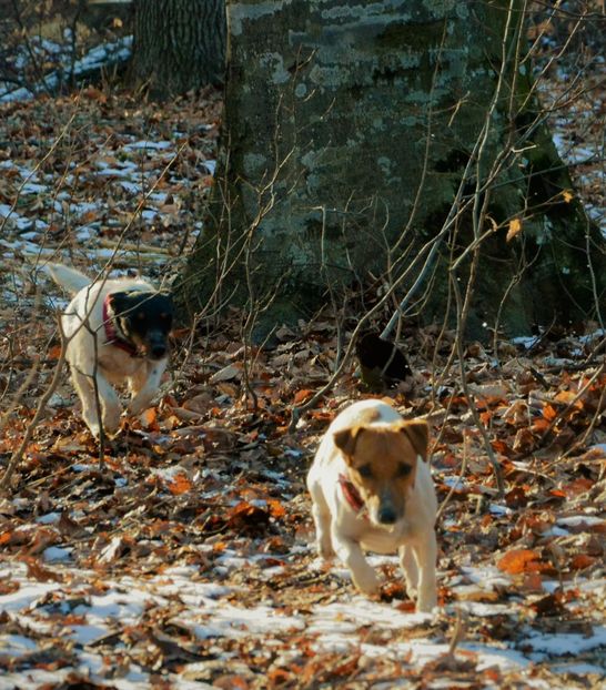  - Jack Russell Terrier-mascul monta-femele- cățeluși