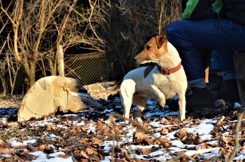  - Jack Russell Terrier-mascul monta-femele- cățeluși