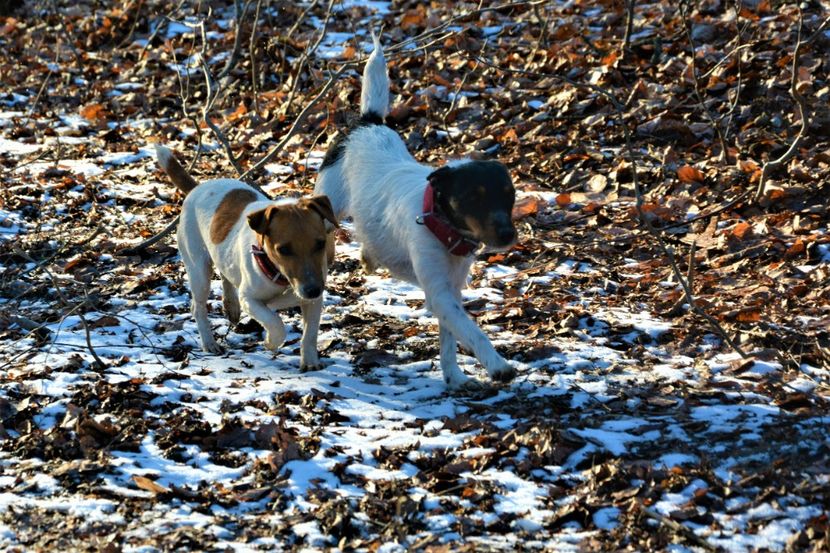  - Jack Russell Terrier-mascul monta-femele- cățeluși