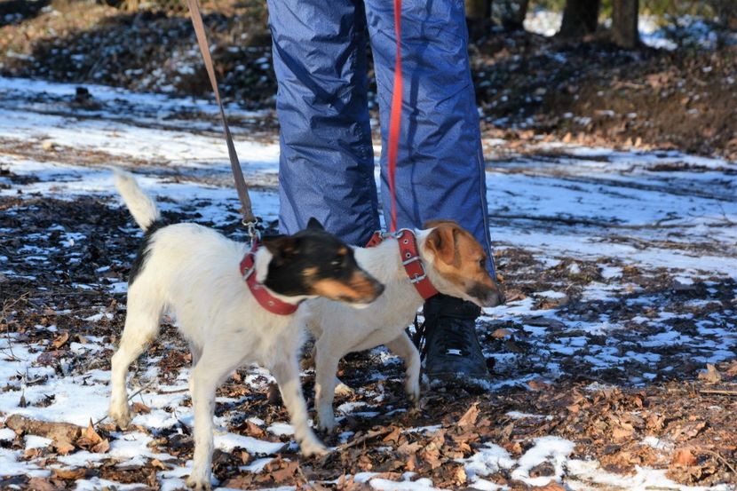  - Jack Russell Terrier-mascul monta-femele- cățeluși