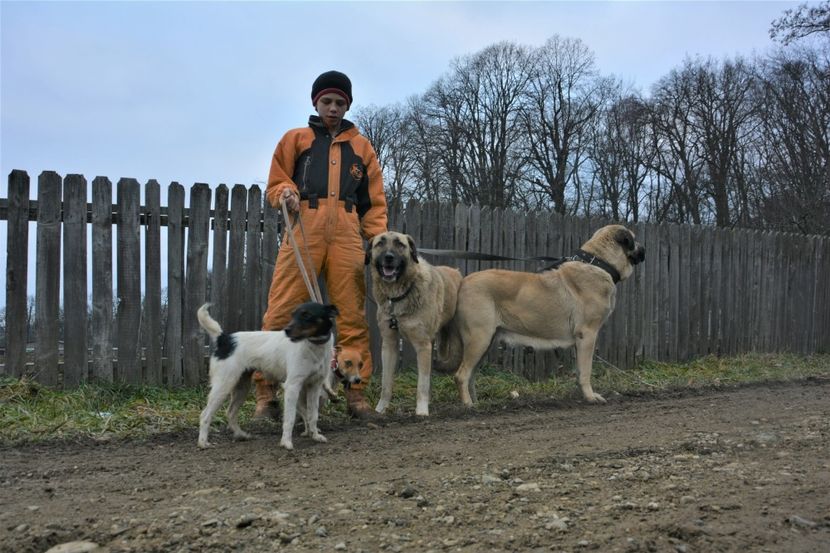  - Jack Russell Terrier-mascul monta-femele- cățeluși